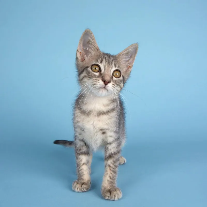A baby small-sized female Gray / Blue / Silver Domestic Short Hair cat named Sweet Pea for adoption in Houston, TX