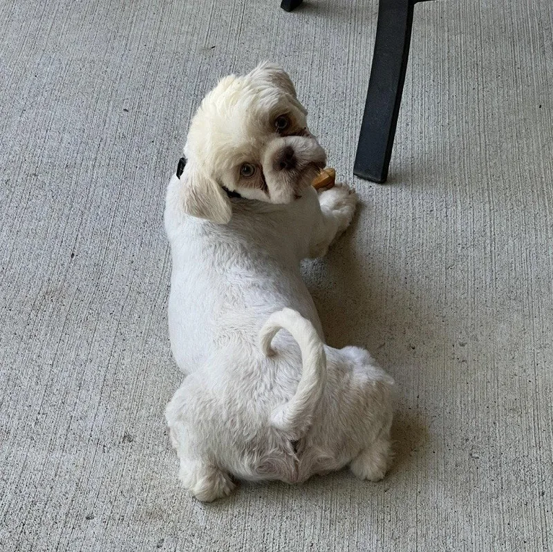 A young small-sized male Shih Tzu dog named Simba for adoption in Palm Harbor, FL