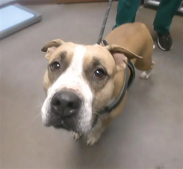 An adult large-sized female Pit Bull Terrier dog named Bubbles for adoption in Phoenix, AZ