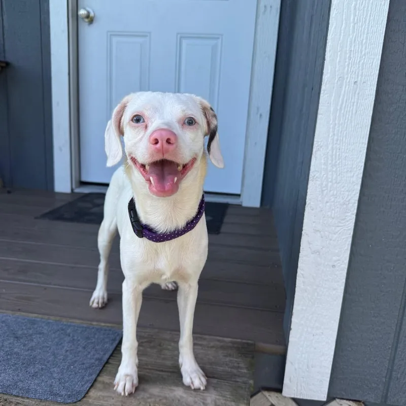 An adult small-sized female White / Cream Beagle dog named Snowball for adoption in Myakka City, FL
