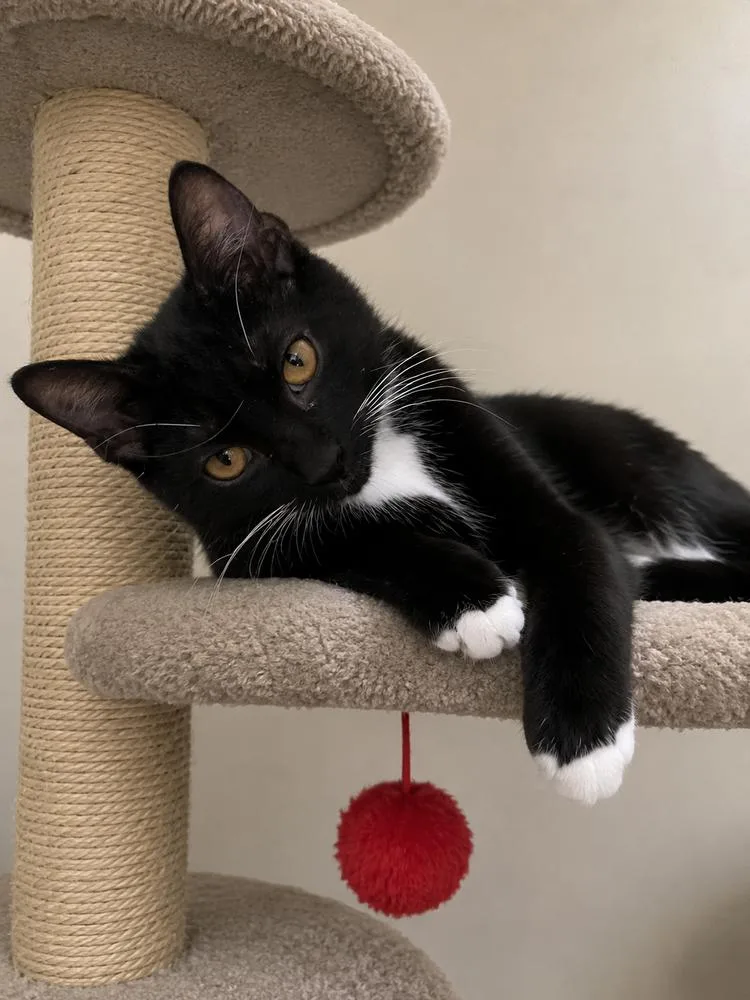 A baby small-sized male Domestic Short Hair cat named Cooter Brown for adoption in Dallas, TX