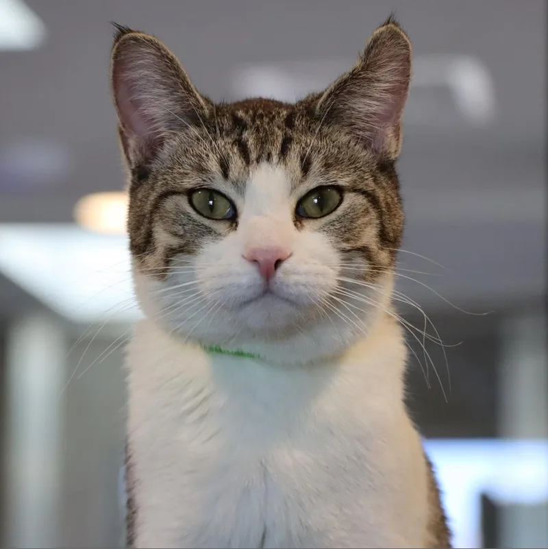 An adult small-sized male Brown / Chocolate Domestic Short Hair cat named Mander for adoption in Tucson, AZ