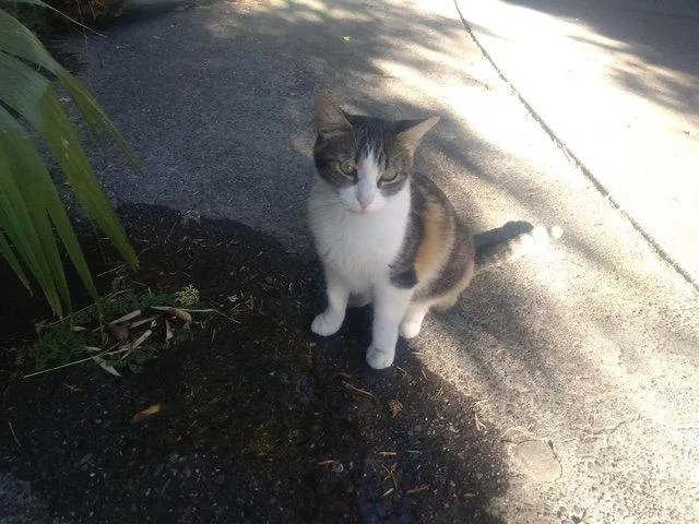 An adult medium-sized female Domestic Short Hair cat named Billie for adoption in Davis, CA