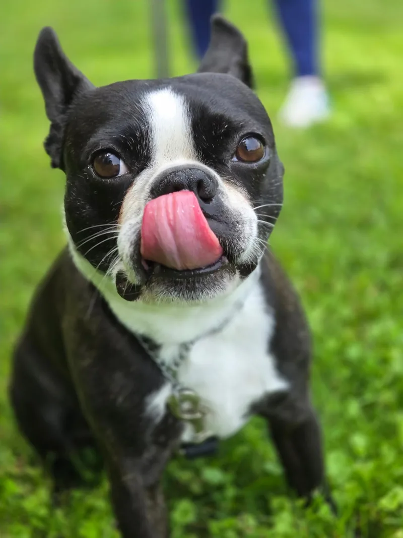 An adult small-sized male Black Boston Terrier dog named Zeus for adoption in Vernon Hills, IL