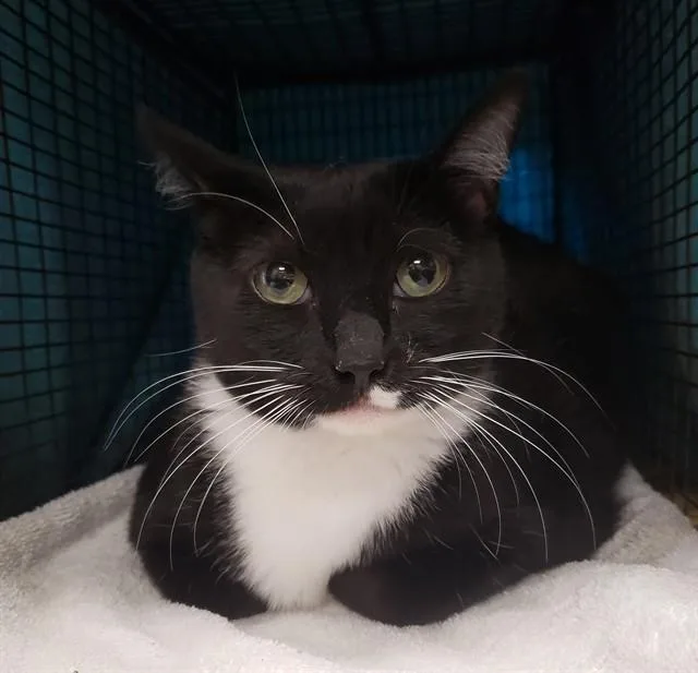 An adult small-sized female Domestic Short Hair cat named Mitsy for adoption in Tucson, AZ