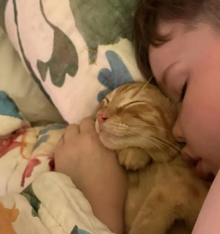 A baby medium-sized male Tabby (Orange / Red) Tabby cat named Bevo for adoption in Frisco, TX
