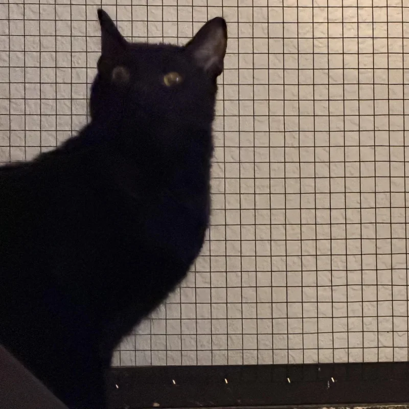 A young medium-sized female Black Domestic Short Hair cat named Dauphine for adoption in Springfield, OR