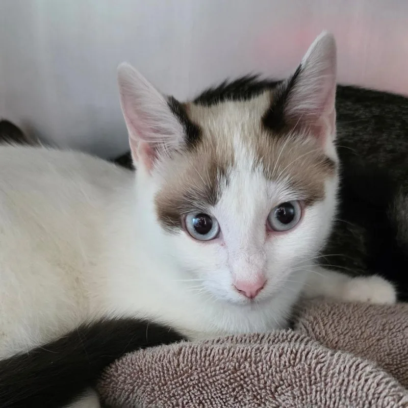 A young medium-sized female Cream / Ivory Domestic Short Hair cat named Roxy for adoption in Council Bluffs, IA