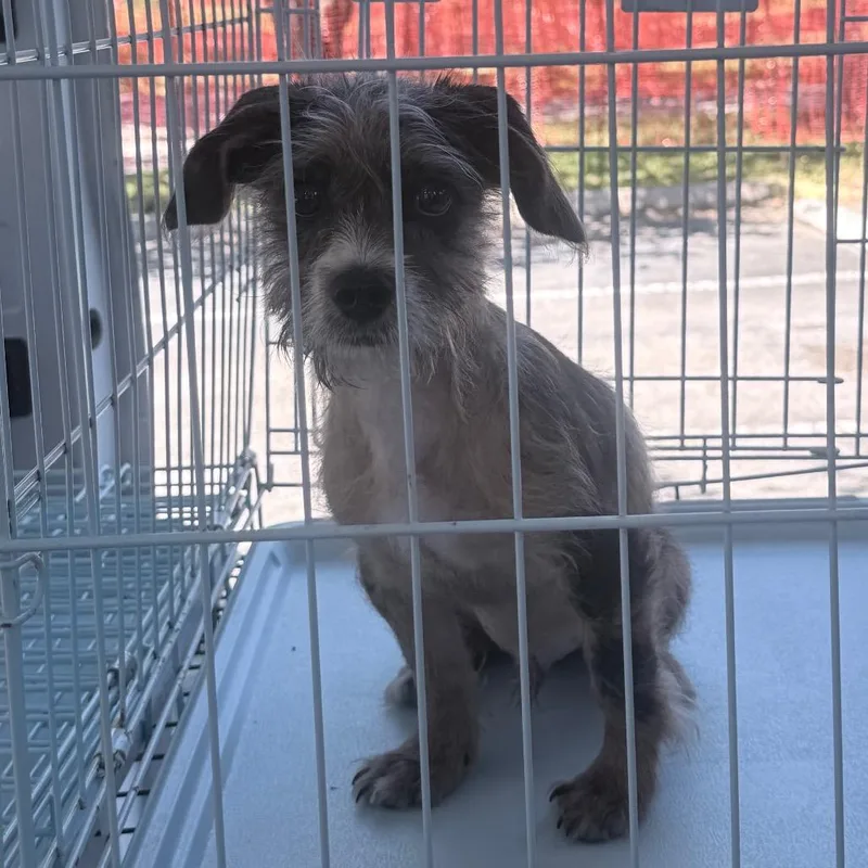 A baby small-sized male Gray / Blue / Silver Border Terrier dog named Merlin for adoption in Jupiter, FL