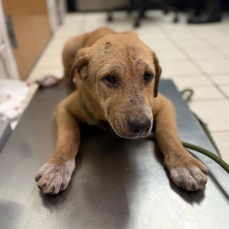 A young medium-sized male Yellow / Tan / Blond / Fawn Mixed Breed dog named Primus for adoption in Charleston, WV