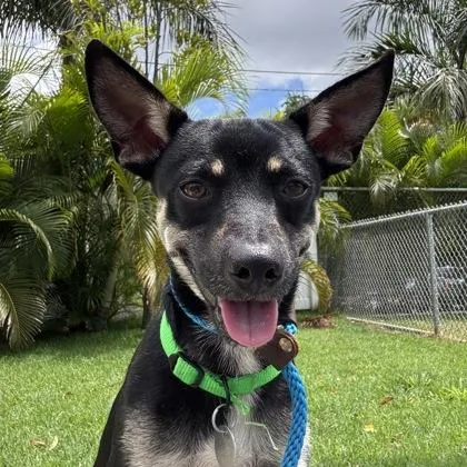 An adult small-sized male Chihuahua dog named Rowan for adoption in Honolulu, HI