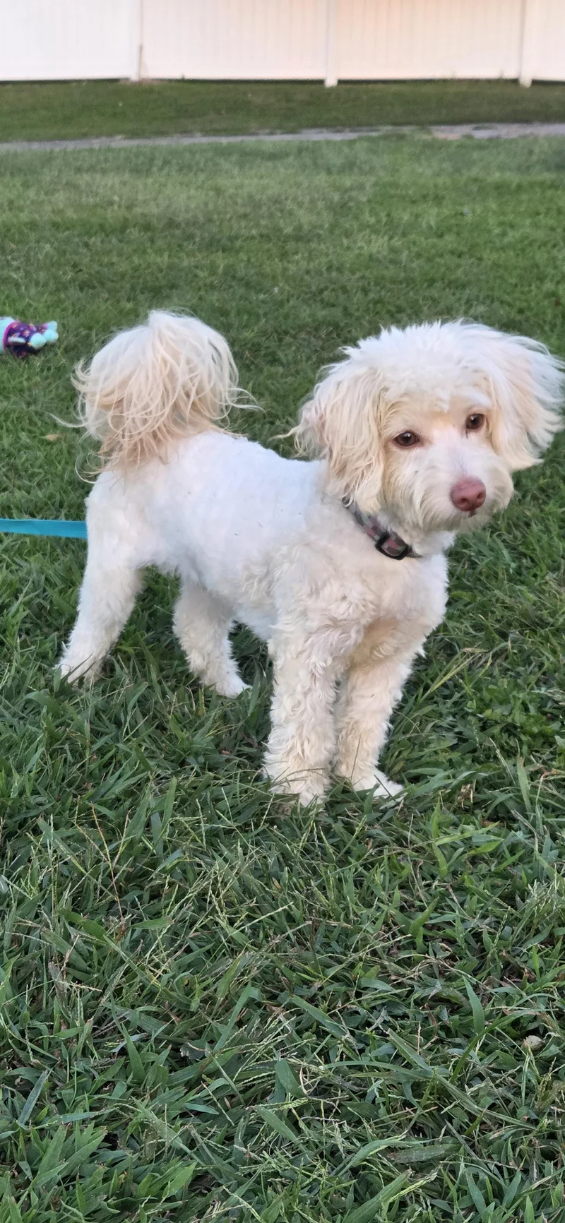 An adult small-sized male Havanese dog named Peewee for adoption in Evansville, IN