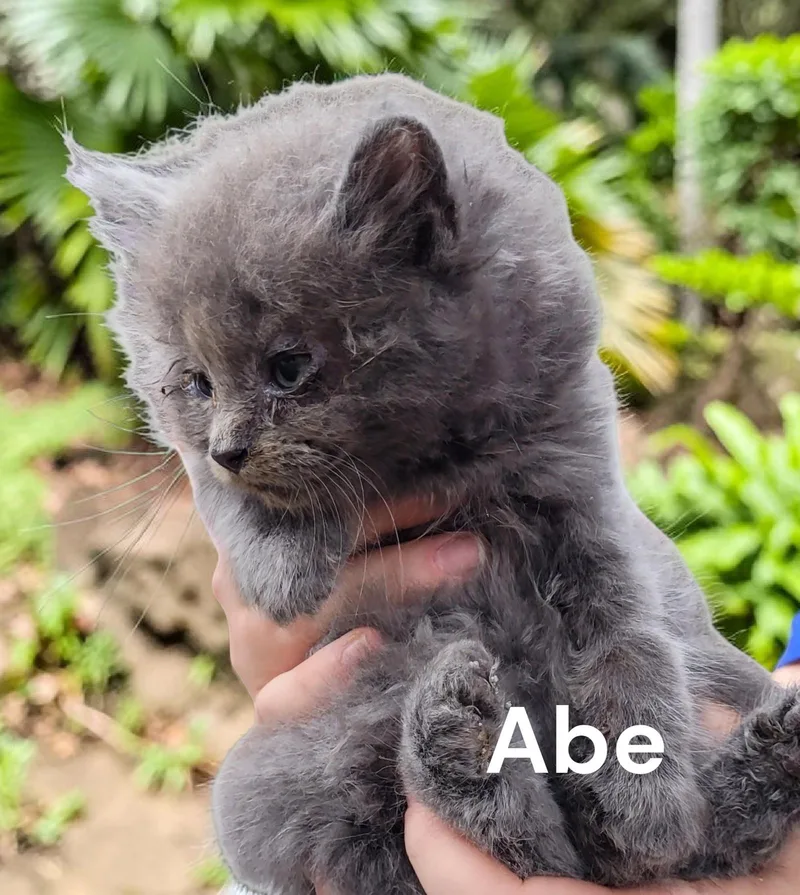 Abe