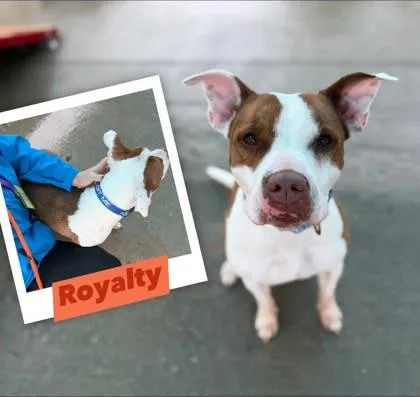 Royalty
