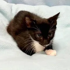 A baby medium-sized female Black & White / Tuxedo Tuxedo cat named Saltine for adoption in Green Valley, AZ