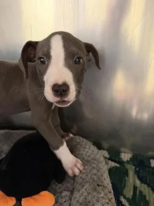 A baby small-sized male Pit Bull Terrier dog named Kibble for adoption in Westland, MI