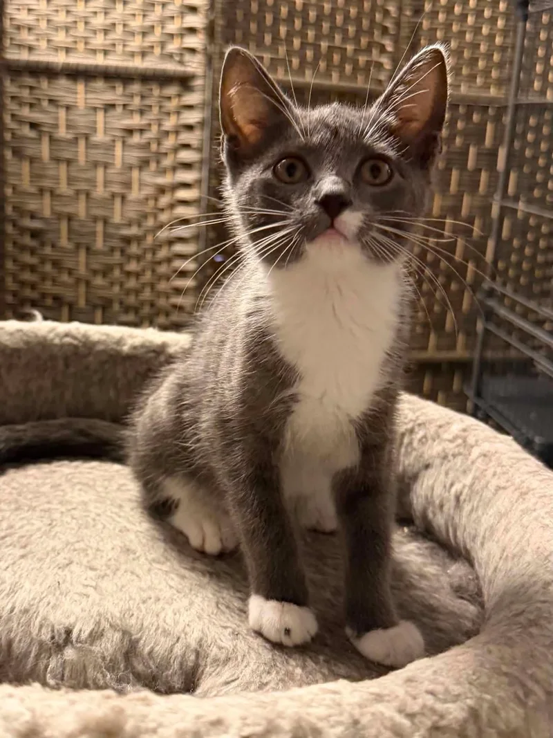 A baby medium-sized male Gray & White Domestic Short Hair cat named Patrick for adoption in Wading River, NY