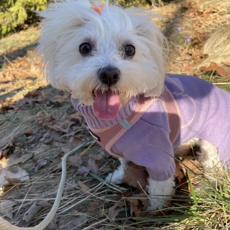 Francesca thumbnail 2