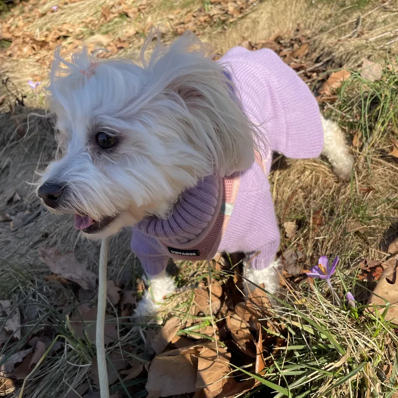 Francesca thumbnail 3