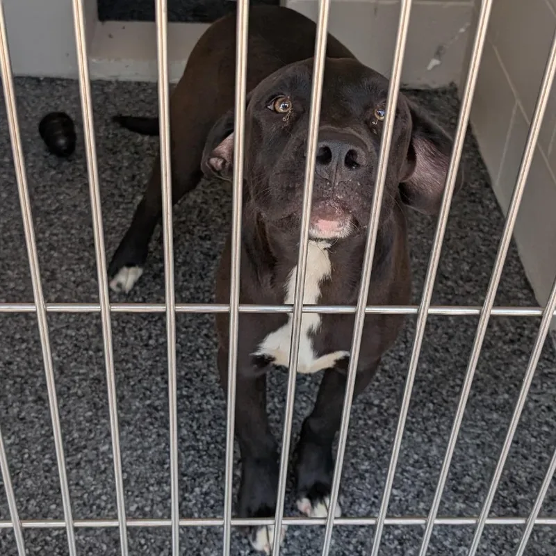 A young small-sized male Black Labrador Retriever dog named Diesel for adoption in Buchanan Dam, TX