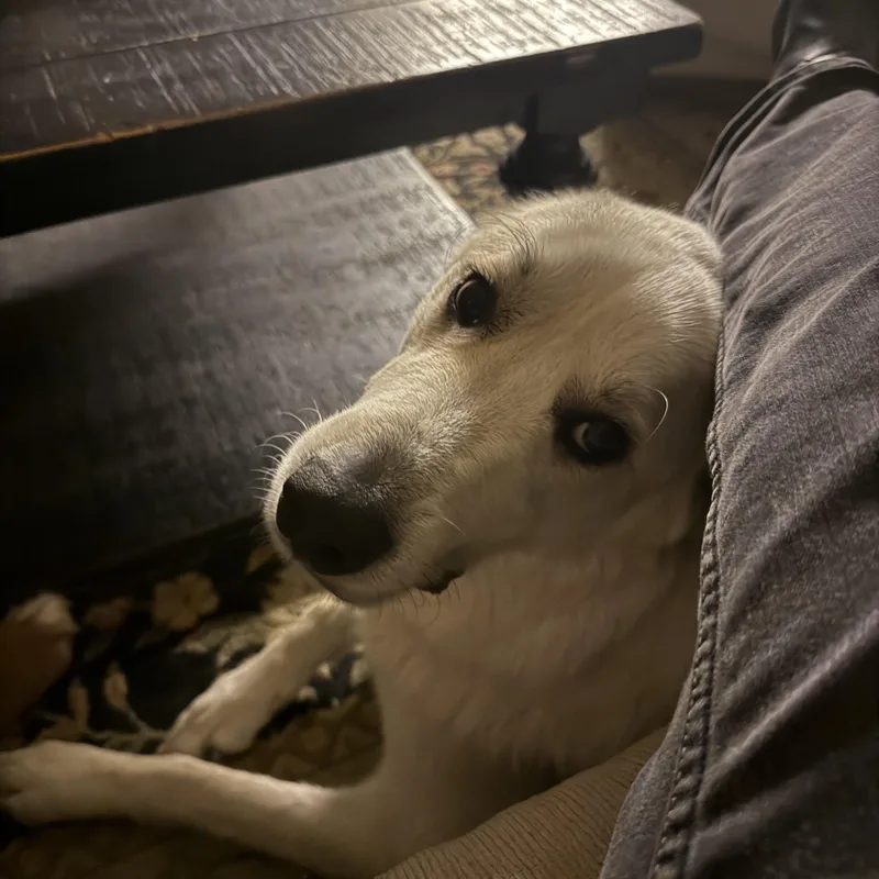 Finn The Handsome Pyreneese