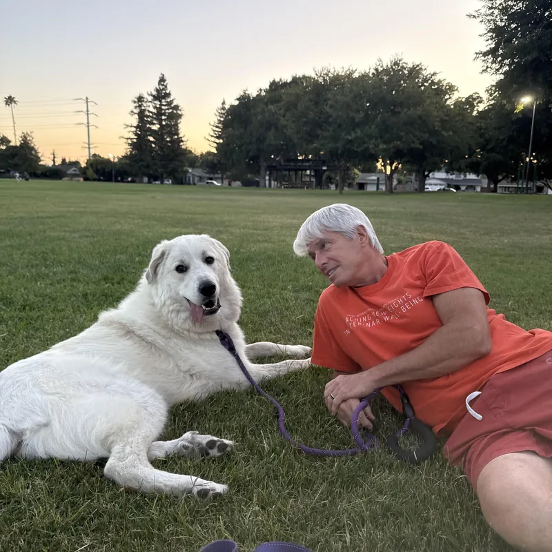 Finn The Handsome Pyreneese thumbnail 2