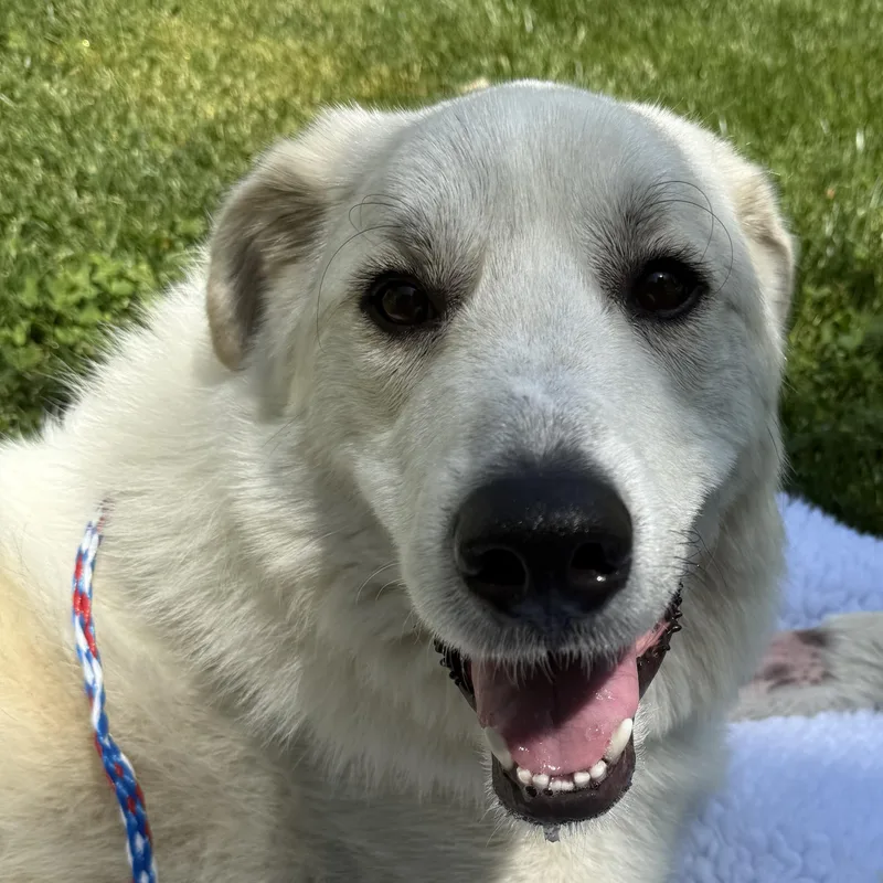 Finn The Handsome Pyreneese thumbnail 4
