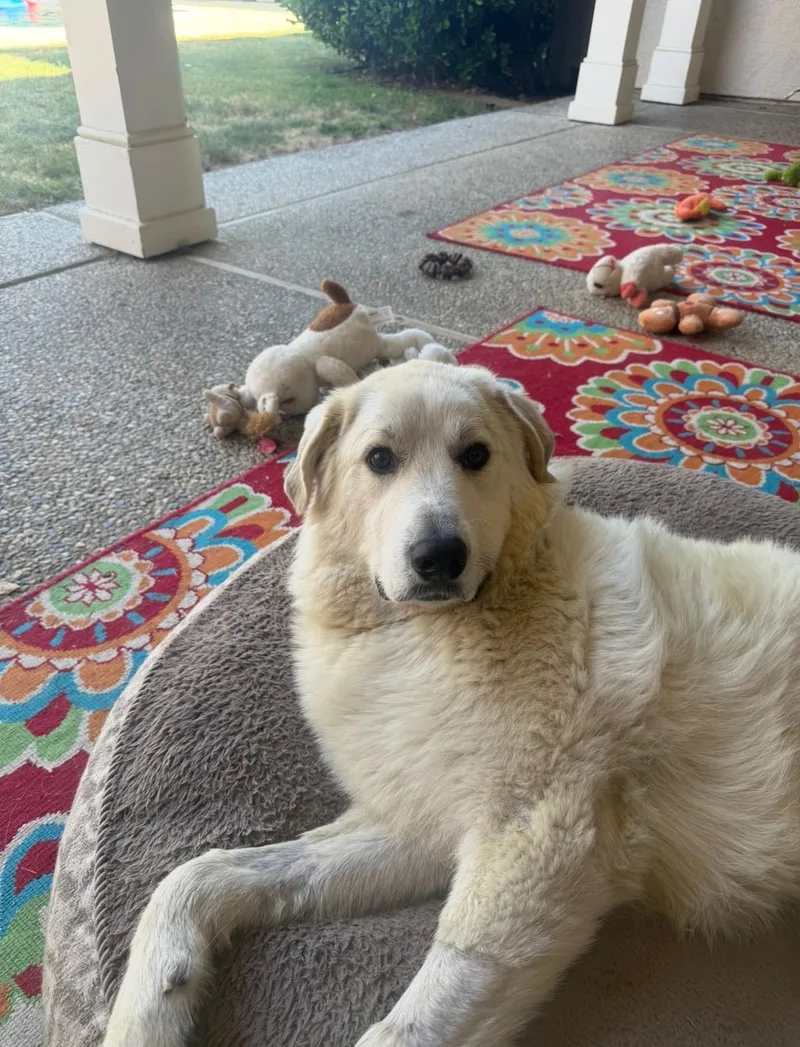 Finn The Handsome Pyreneese thumbnail 5