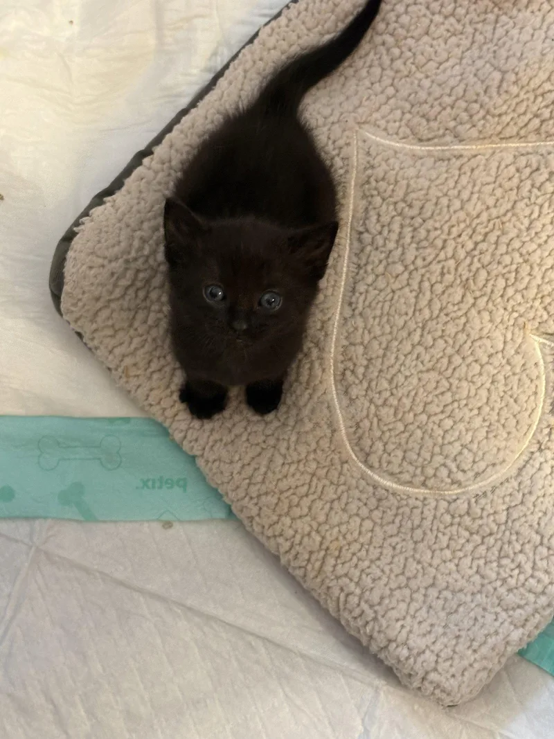 A baby medium-sized male Black Domestic Short Hair cat named Michael Jackson for adoption in Alpharetta, GA