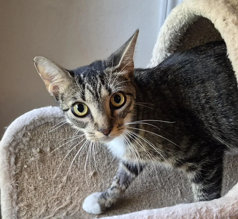 A young medium-sized female Gray & White Domestic Short Hair cat named Darby Rose for adoption in Fort Worth, TX