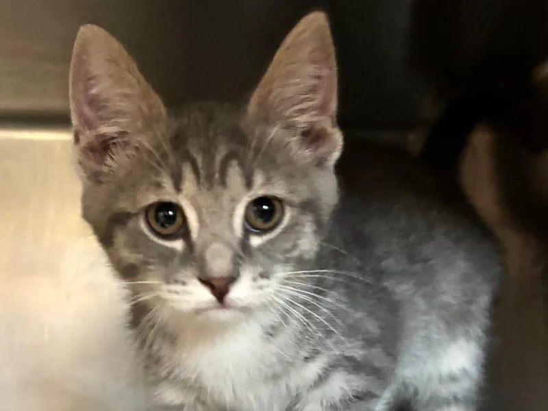 A baby small-sized male Domestic Short Hair cat named Canyon for adoption in Powell, OH