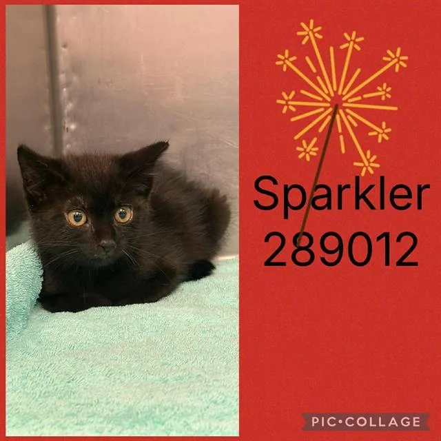 A baby small-sized female Domestic Short Hair cat named Sparkler for adoption in Macon, GA