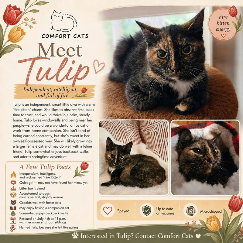 A young medium-sized female Tortoiseshell Domestic Short Hair cat named Tulip for adoption in Moore, SC