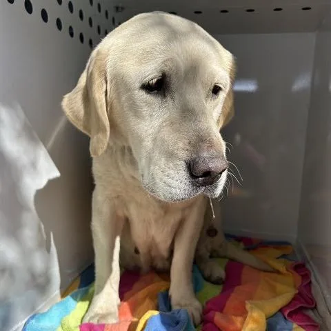 A senior large-sized female Yellow / Tan / Blond / Fawn Labrador Retriever dog named Sandy for adoption in Pacific Grove, CA