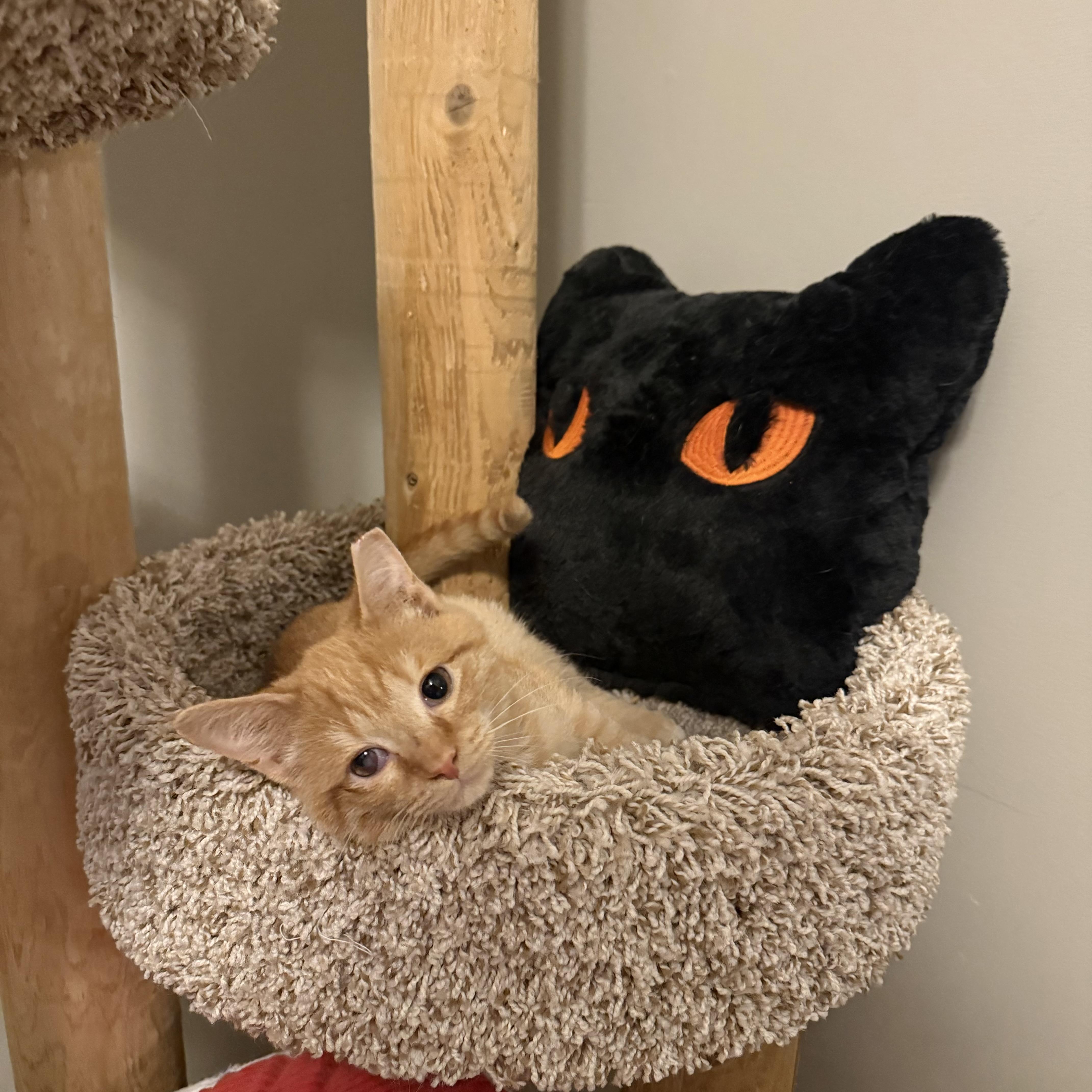A baby small-sized male Orange / Red Domestic Short Hair cat named Auggie for adoption in Hartville, OH