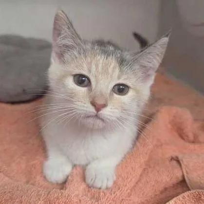 A baby small-sized female Gray / Blue / Silver Domestic Short Hair cat named Sugar for adoption in Dayton, OH