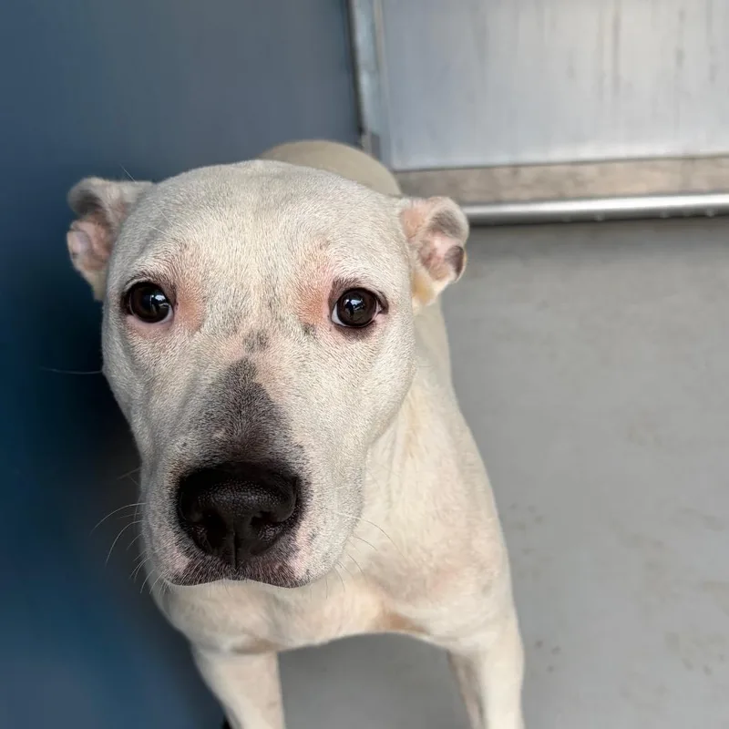 An adult medium-sized female White / Cream Mixed Breed dog named Nona for adoption in Greenville, SC