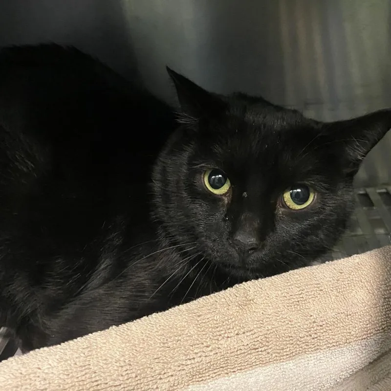 An adult large-sized male Domestic Short Hair cat named Trammell for adoption in Dayton, OH