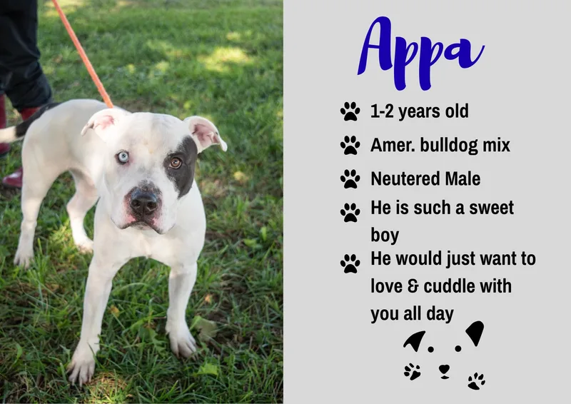 An adult medium-sized male White / Cream American Bulldog dog named Appa for adoption in Junction City, KS