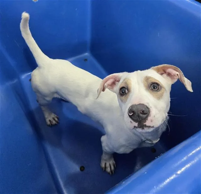 A young medium-sized male Mixed Breed dog named Brownie for adoption in Dallas, TX