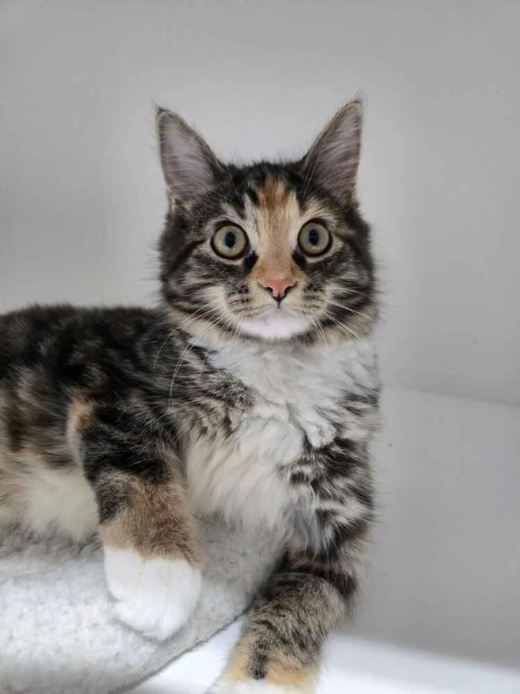 A baby small-sized female Domestic Medium Hair cat named Desdemona for adoption in Ferndale, MI