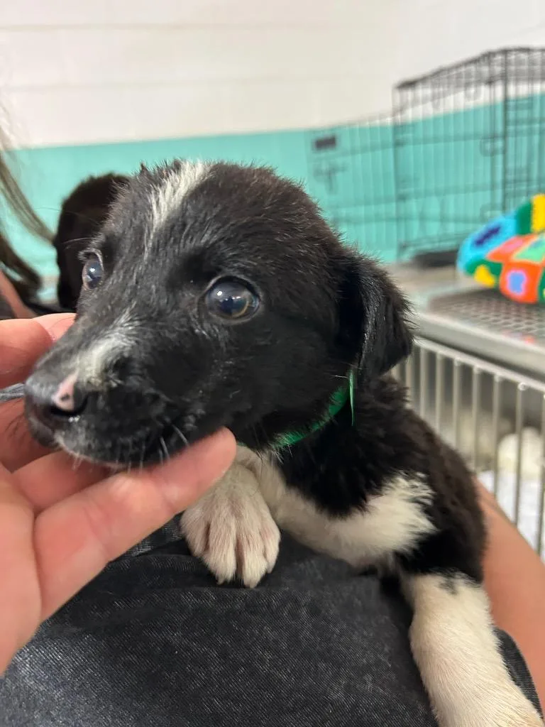 A baby large-sized male Great Pyrenees dog named 1 for adoption in Chickamauga , GA
