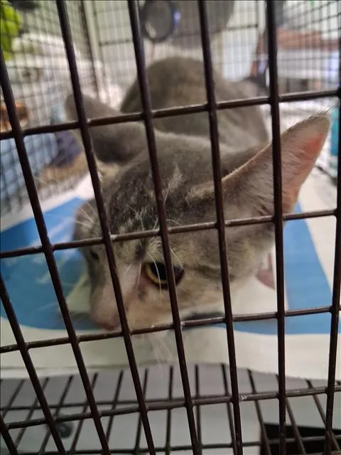 A young medium-sized female Domestic Short Hair cat named Dede for adoption in Los Angeles, CA
