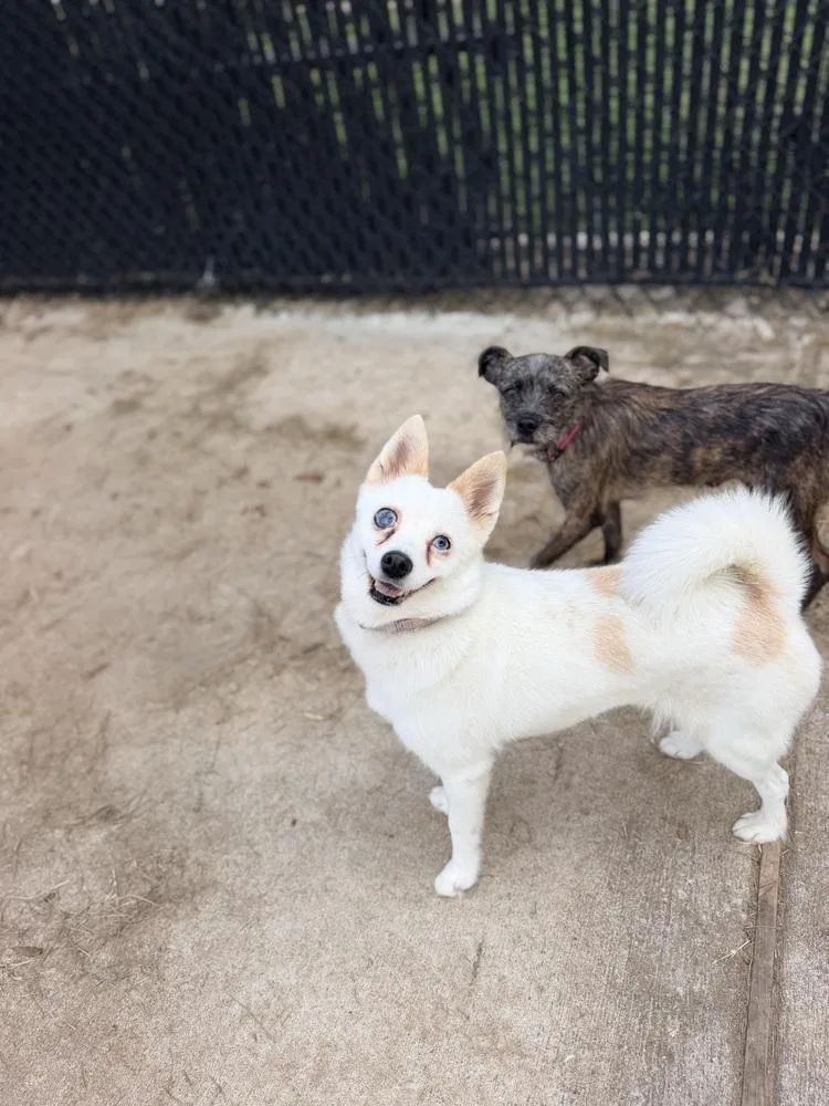 An adult small-sized female Pomeranian dog named Icy for adoption in Richmond, TX