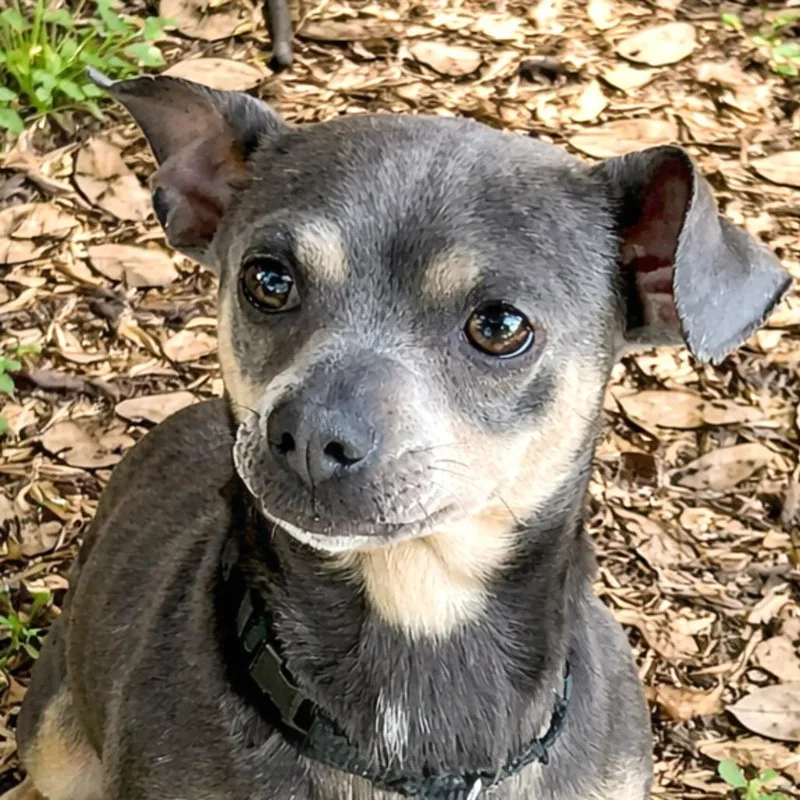 An adult small-sized male Gray / Blue / Silver Chihuahua dog named Grey for adoption in Boerne, TX