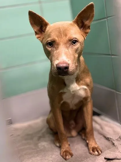 An adult medium-sized male Staffordshire Bull Terrier dog named Lukas for adoption in Houston, TX