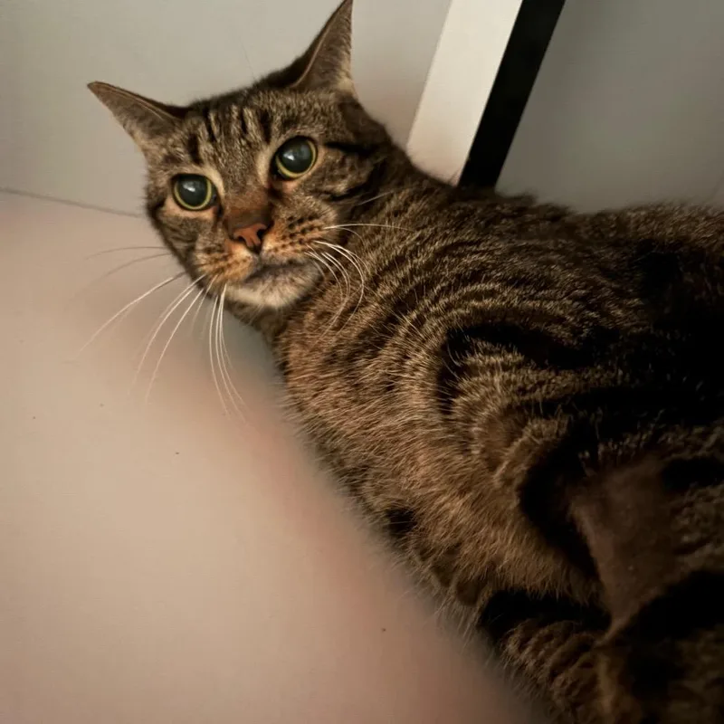 A senior large-sized female Brown / Chocolate Domestic Short Hair cat named Scuttlebutt for adoption in Sarasota, FL