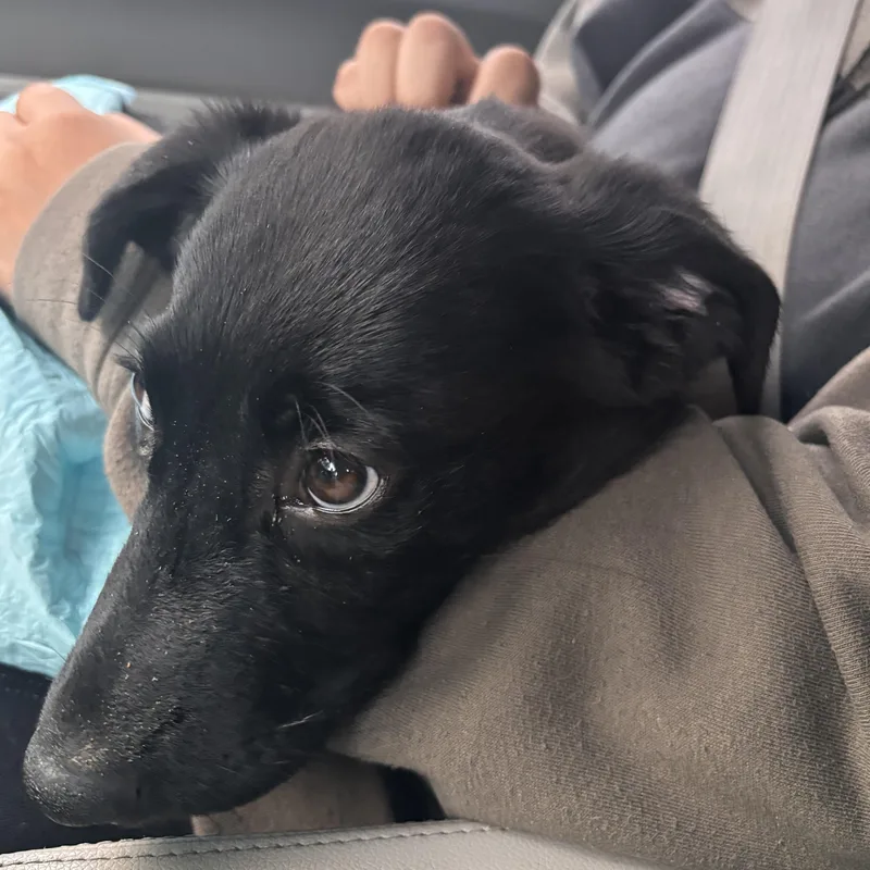 A young large-sized female Black Labrador Retriever dog named Mac for adoption in Colorado Springs, CO