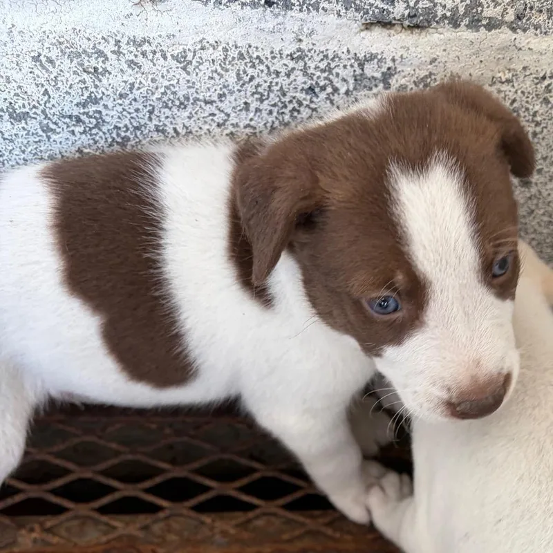 A baby small-sized male White / Cream Shepherd dog named Morris for adoption in Edinburg, TX
