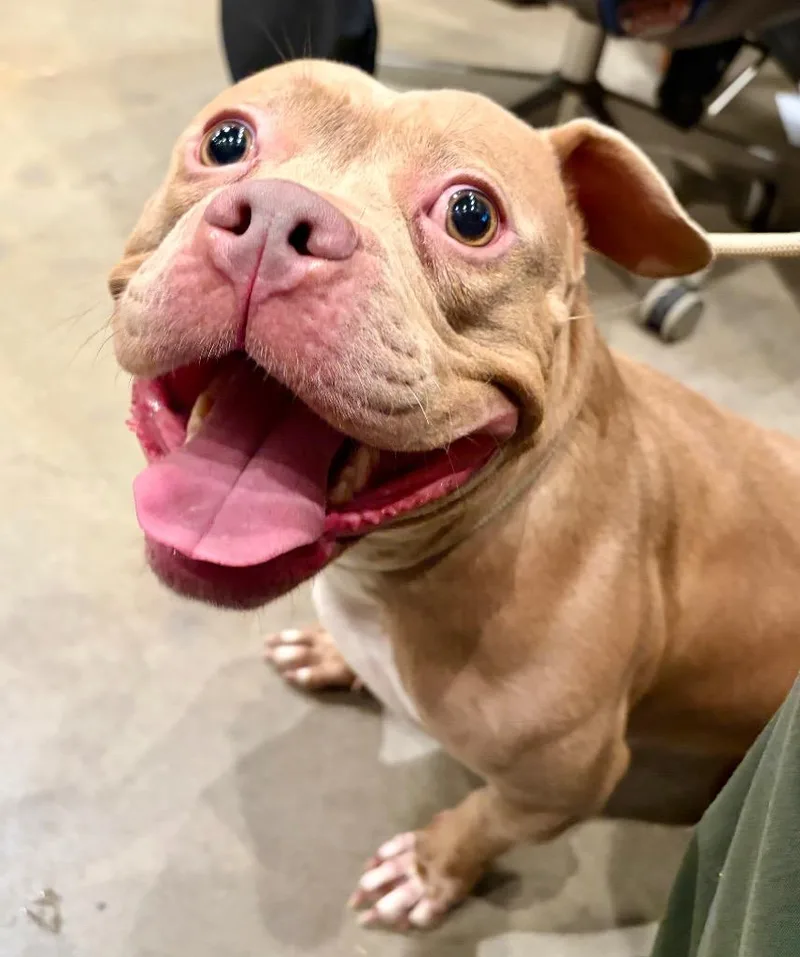 An adult medium-sized female Pit Bull Terrier dog named Glenda for adoption in Douglasville, GA